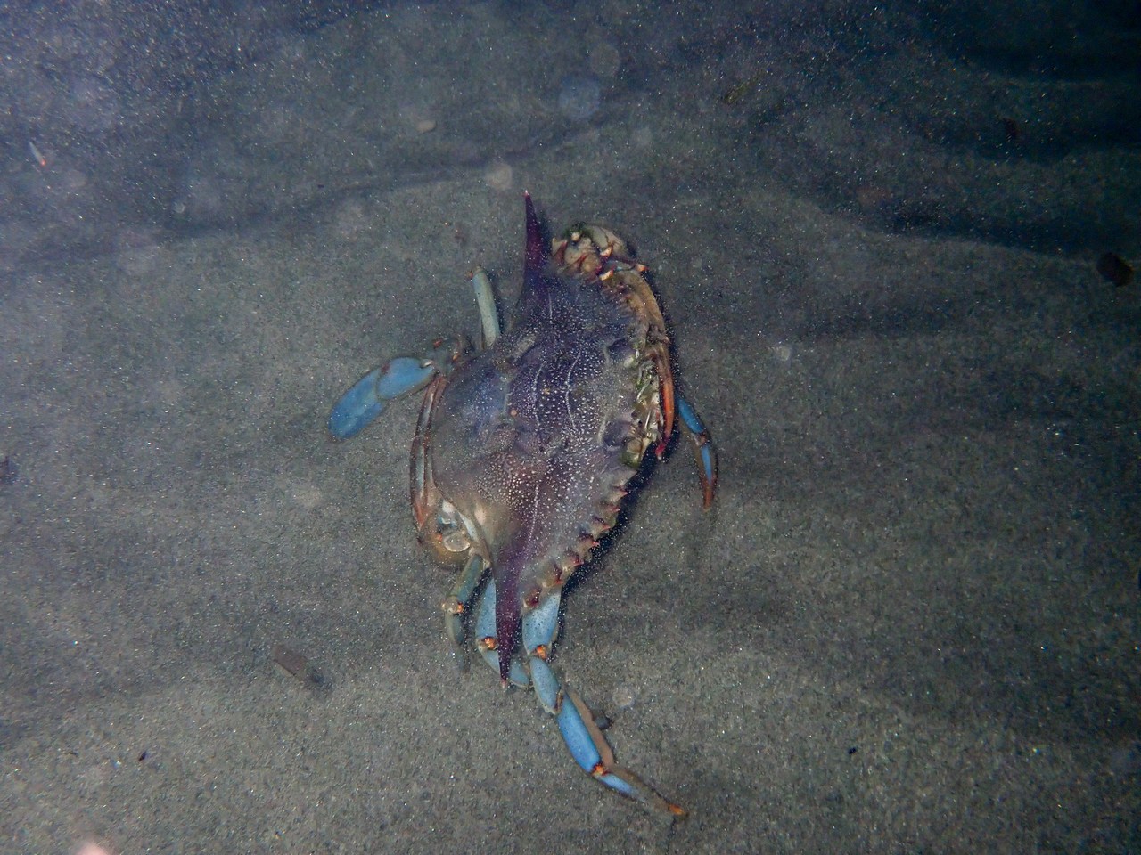 Callinectes sapidus Callinectes sapidus